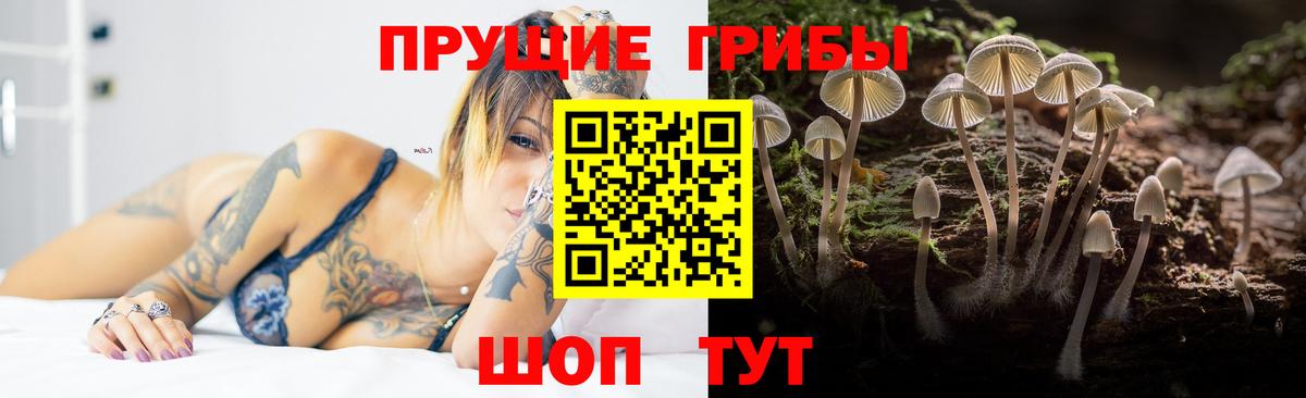 Орёл  Псилоцибиновые грибы Cubensis  Вход с VPN 